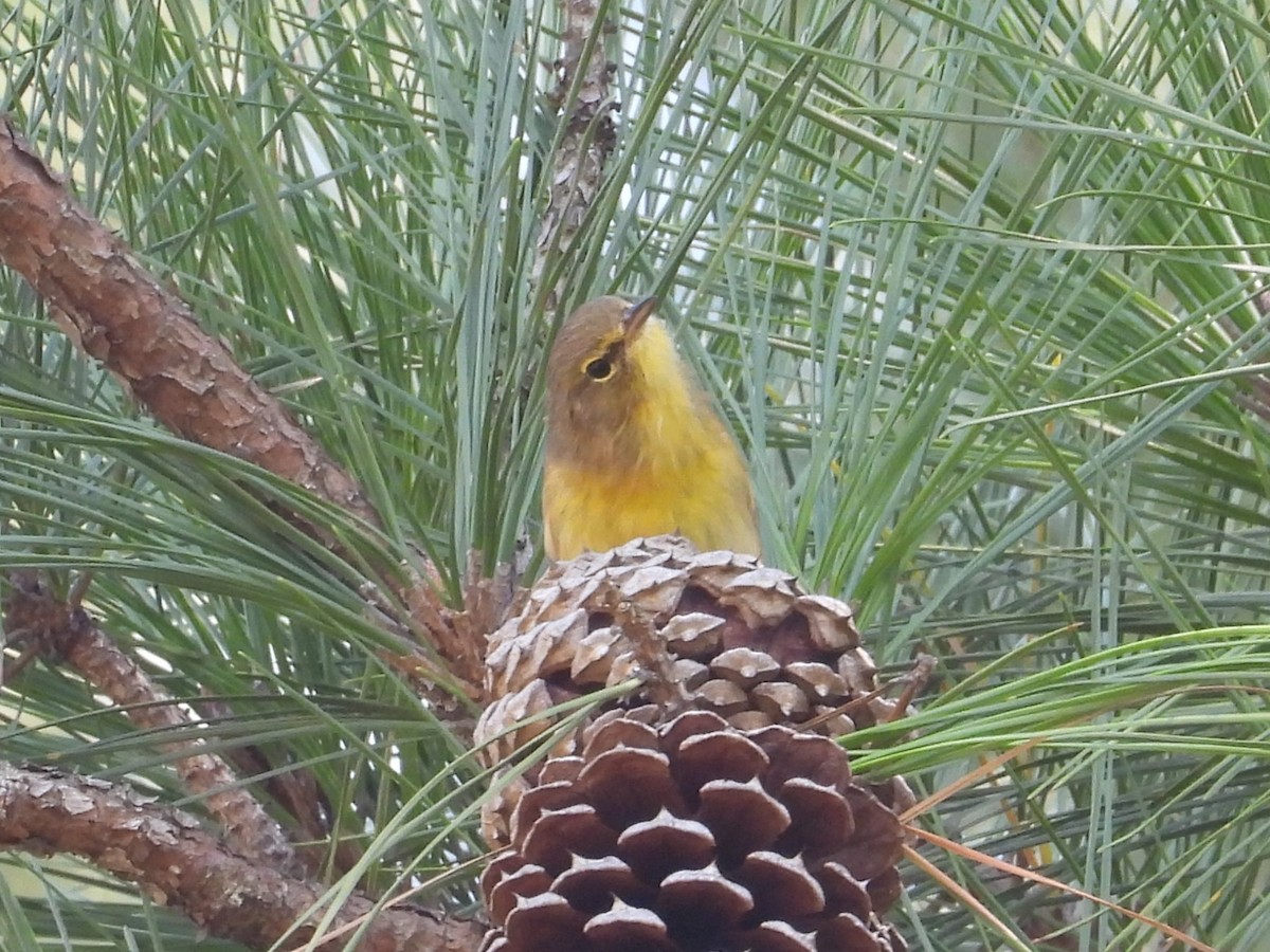 Pine Warbler - ML642621751