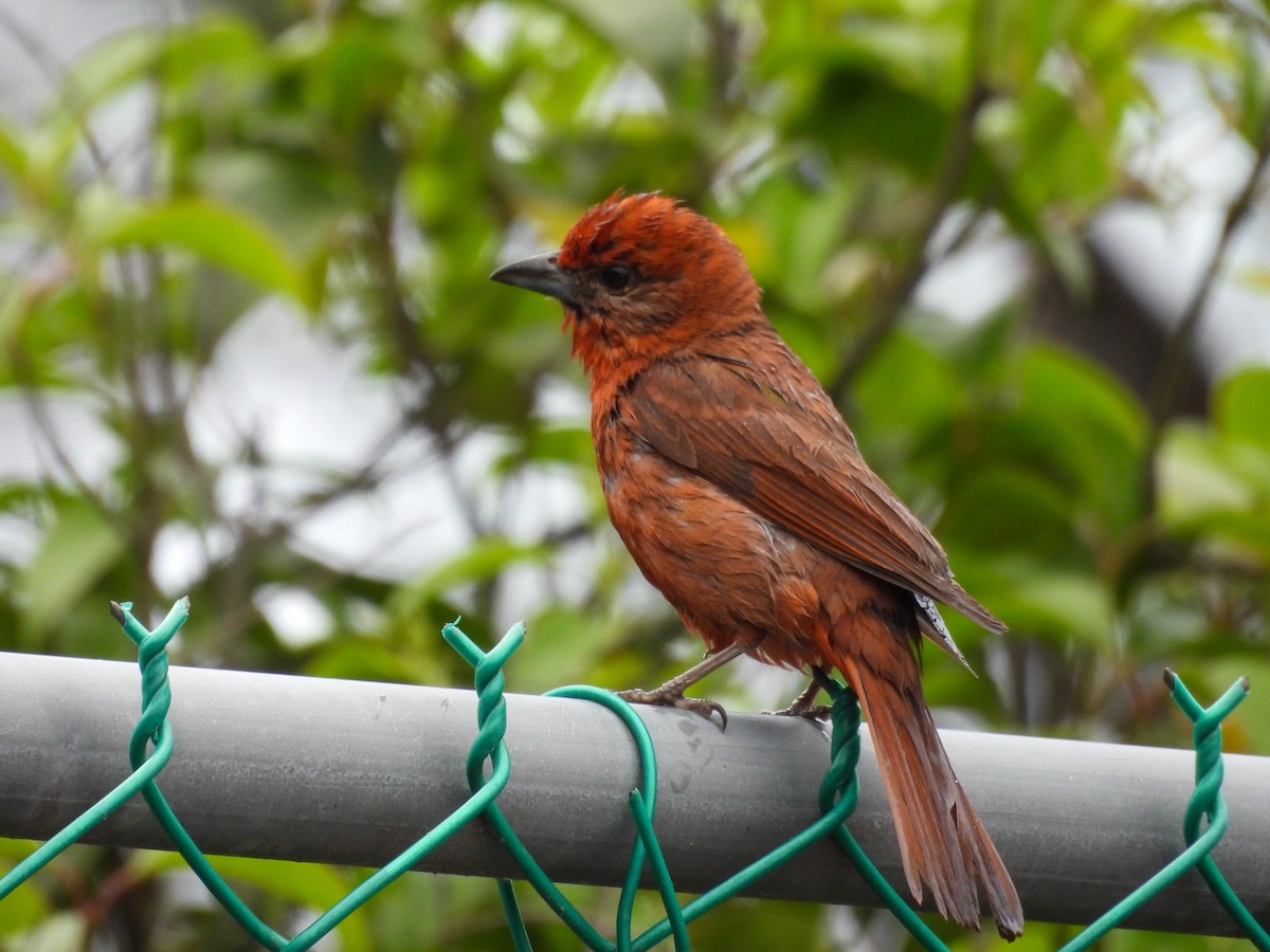 Hepatic Tanager - ML642621755