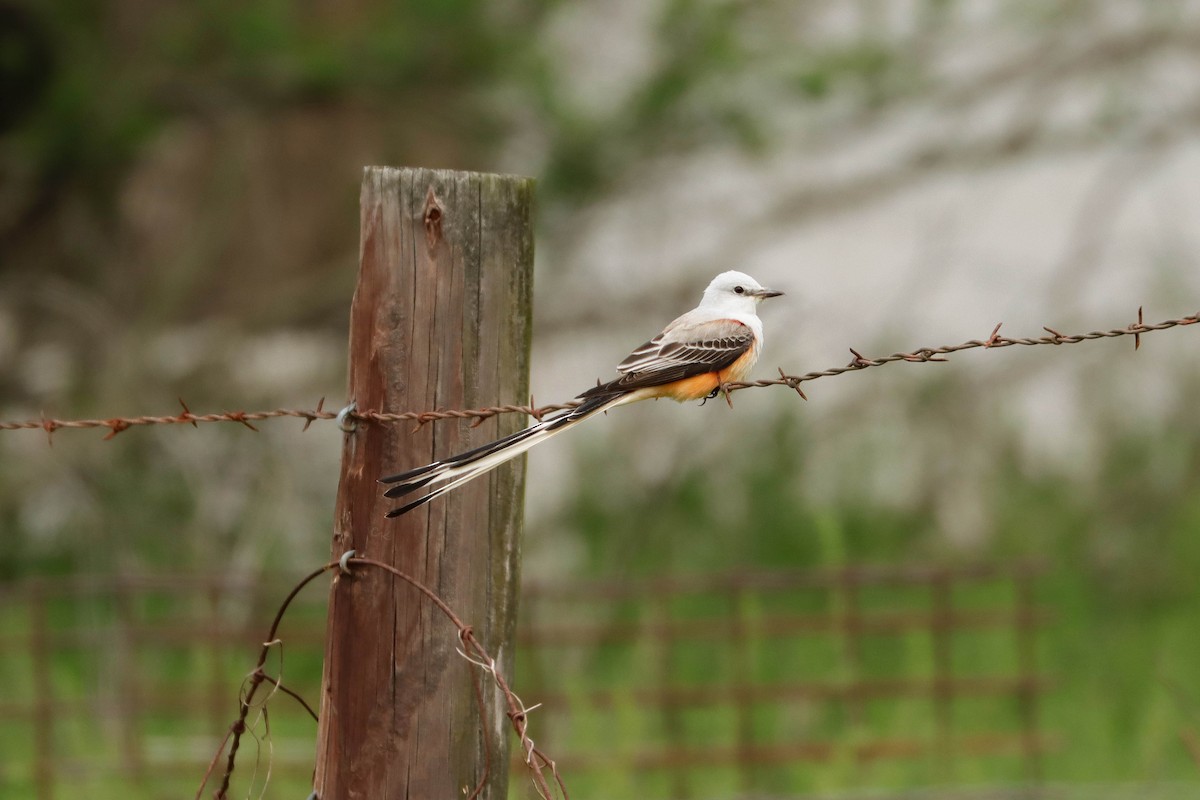 Scissor-tailed Flycatcher - ML642621764