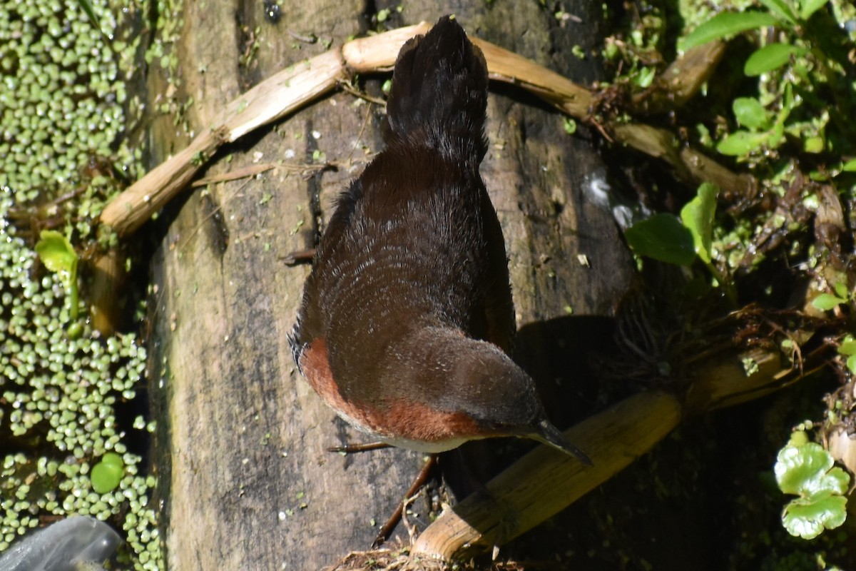Rufous-sided Crake - ML642621765