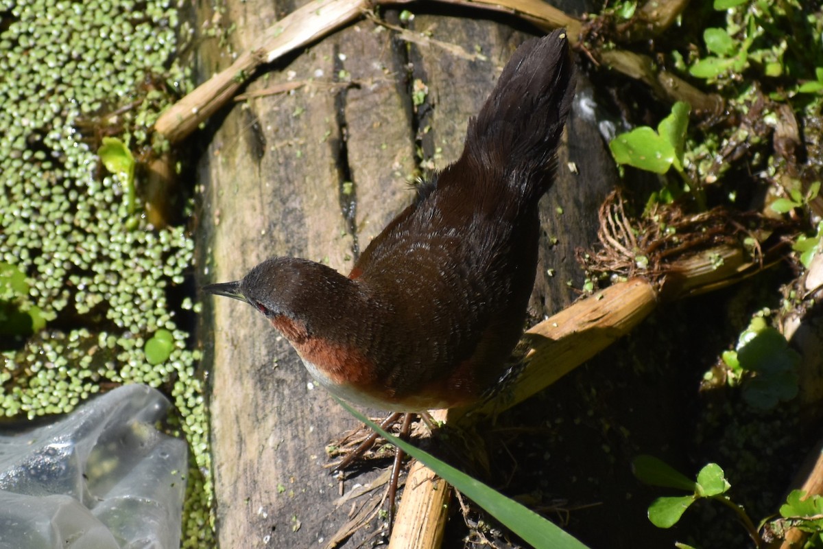 Rufous-sided Crake - ML642621766
