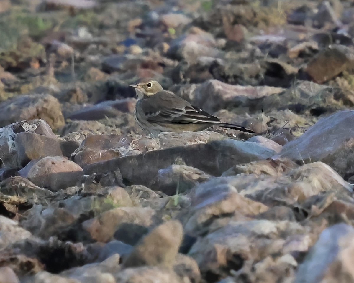 American Pipit - ML642621767