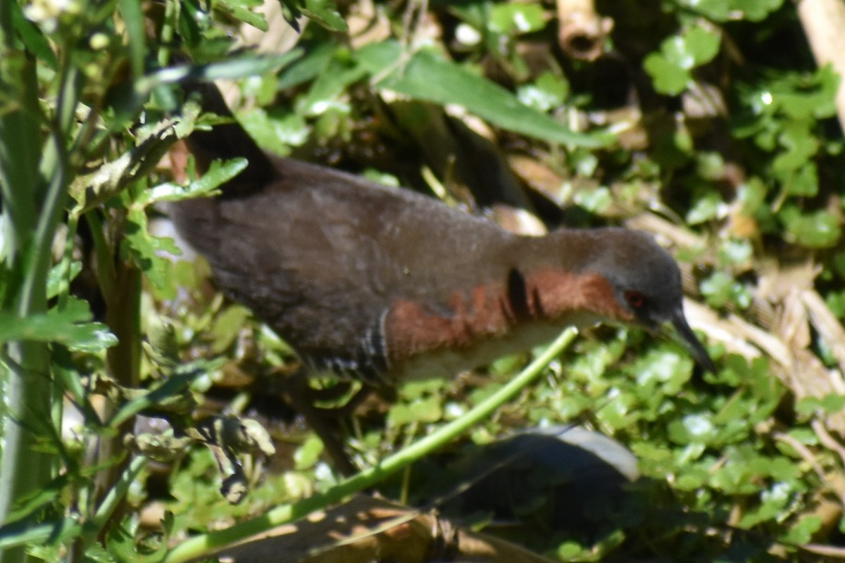 Rufous-sided Crake - ML642621768