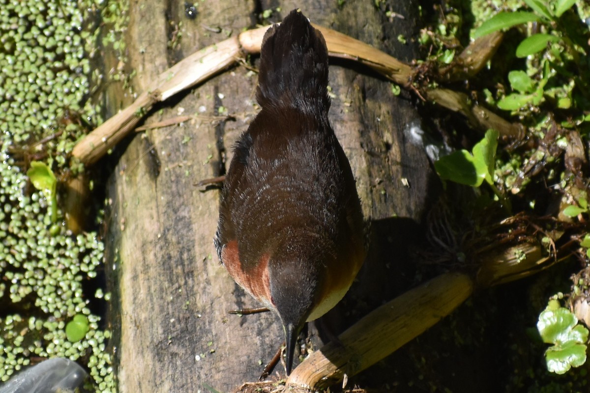 Rufous-sided Crake - ML642621769