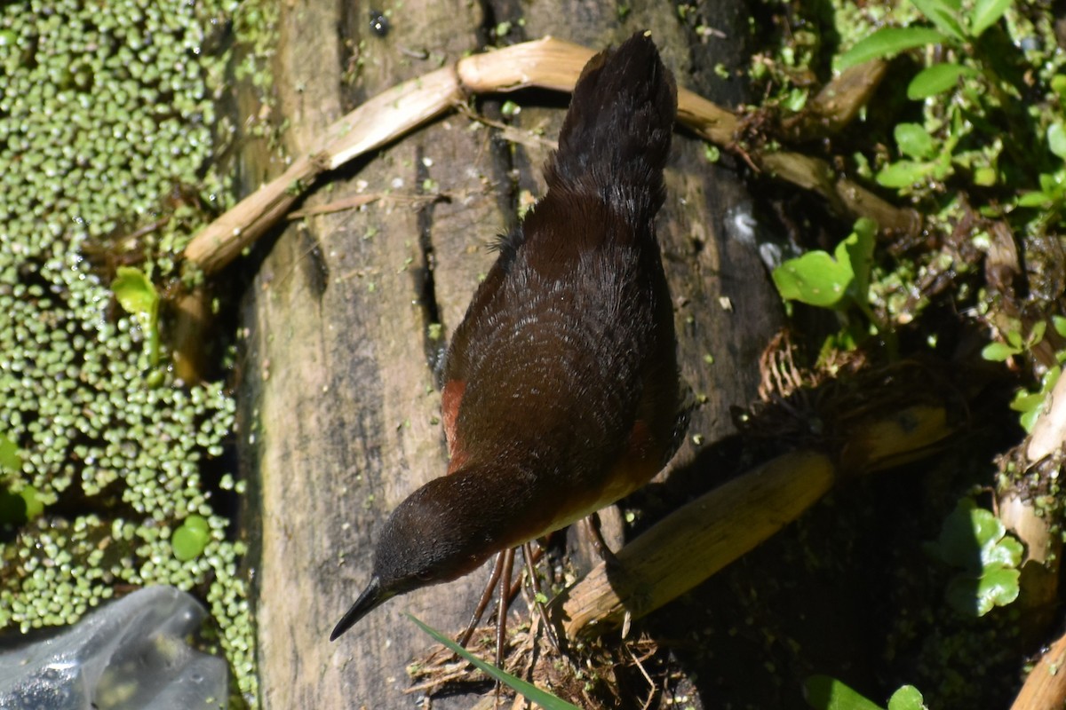 Rufous-sided Crake - ML642621770