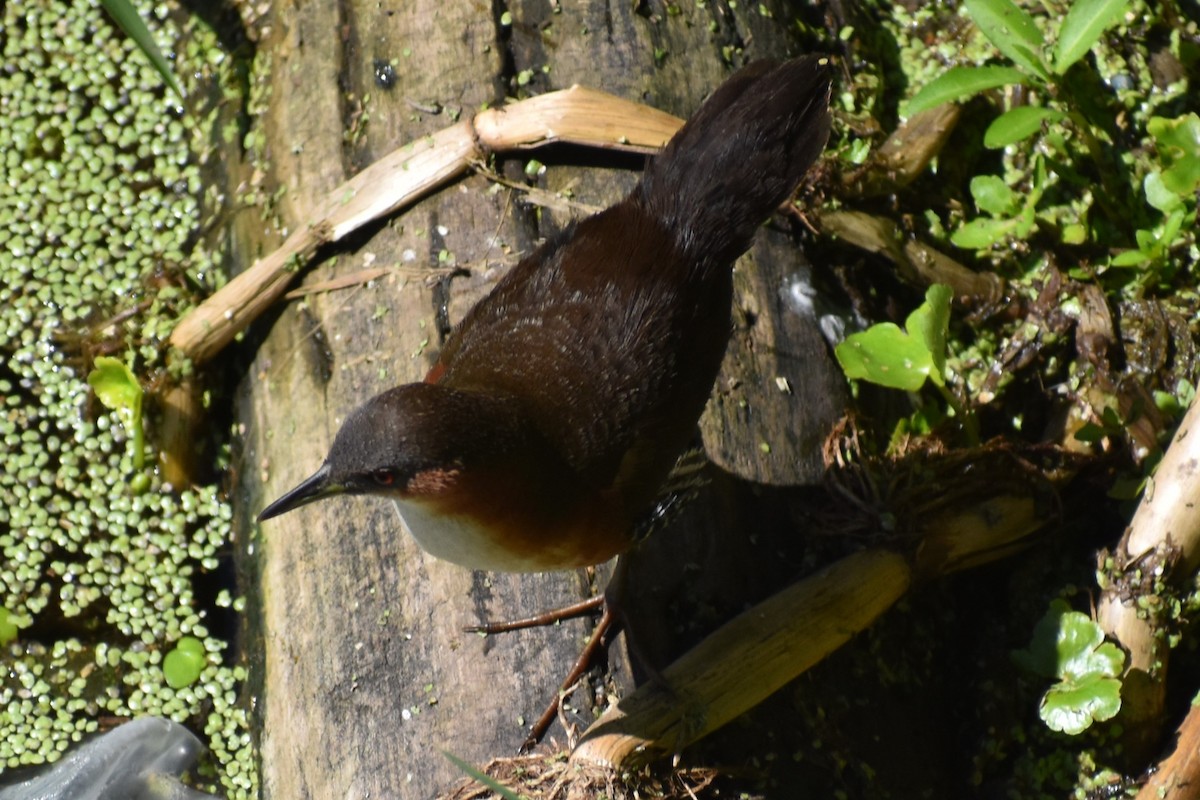 Rufous-sided Crake - ML642621772