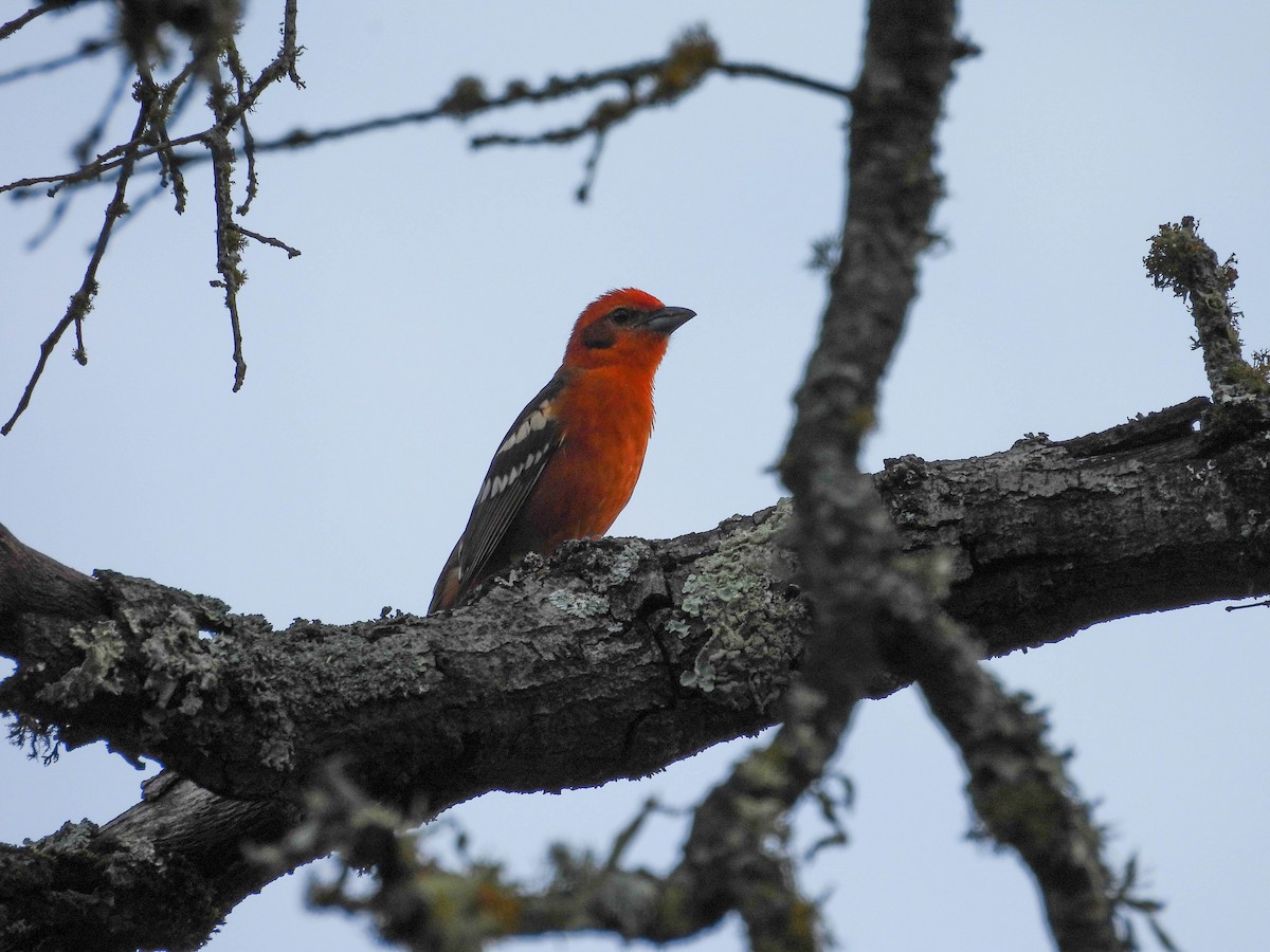 Flame-colored Tanager - ML642621782