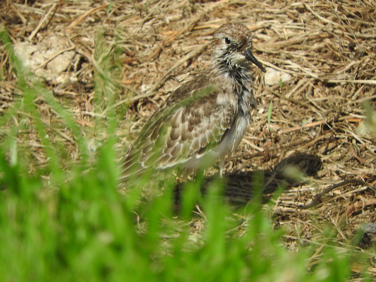 Baird's Sandpiper - ML642621789