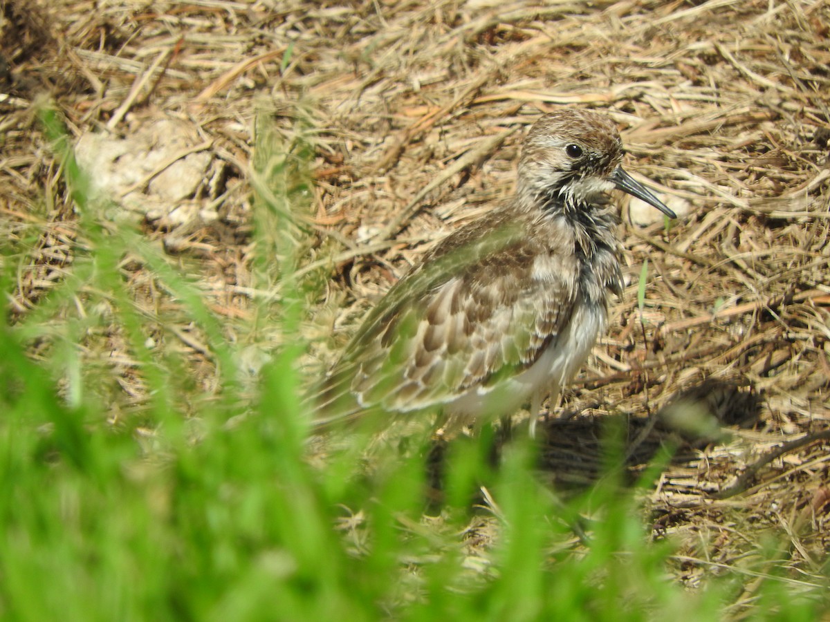 Baird's Sandpiper - ML642621790