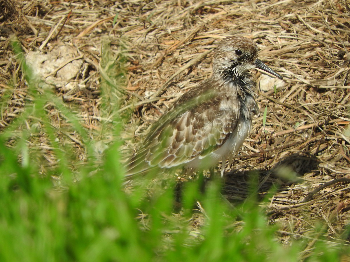 Baird's Sandpiper - ML642621791