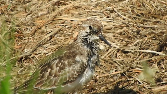 Baird's Sandpiper - ML642621800