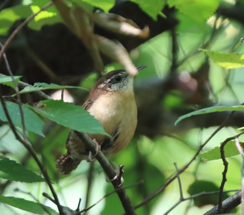 Carolina Wren - ML642621812