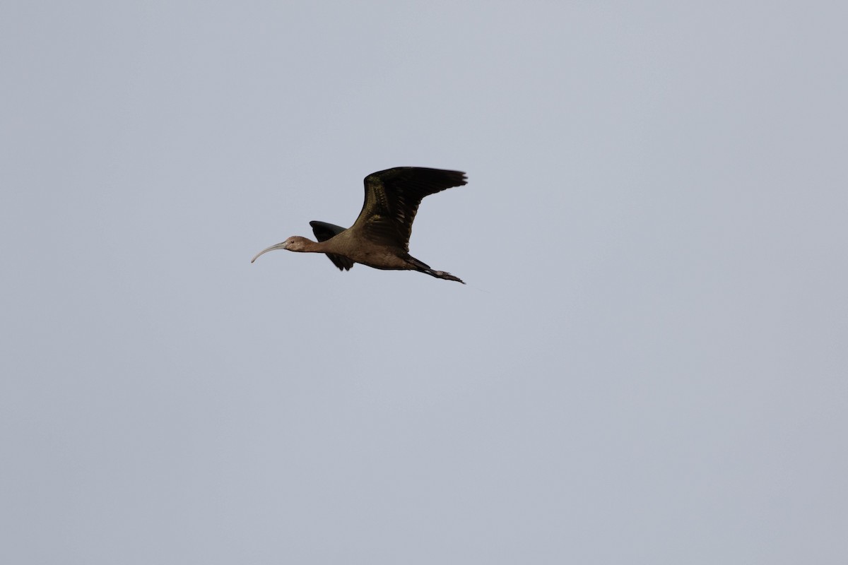 Glossy/White-faced Ibis - ML642621814