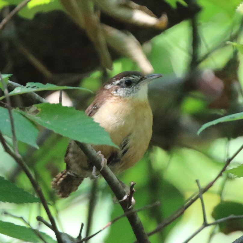 Carolina Wren - ML642621815