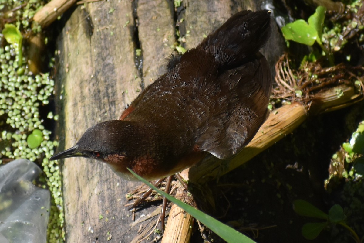 Rufous-sided Crake - ML642621817
