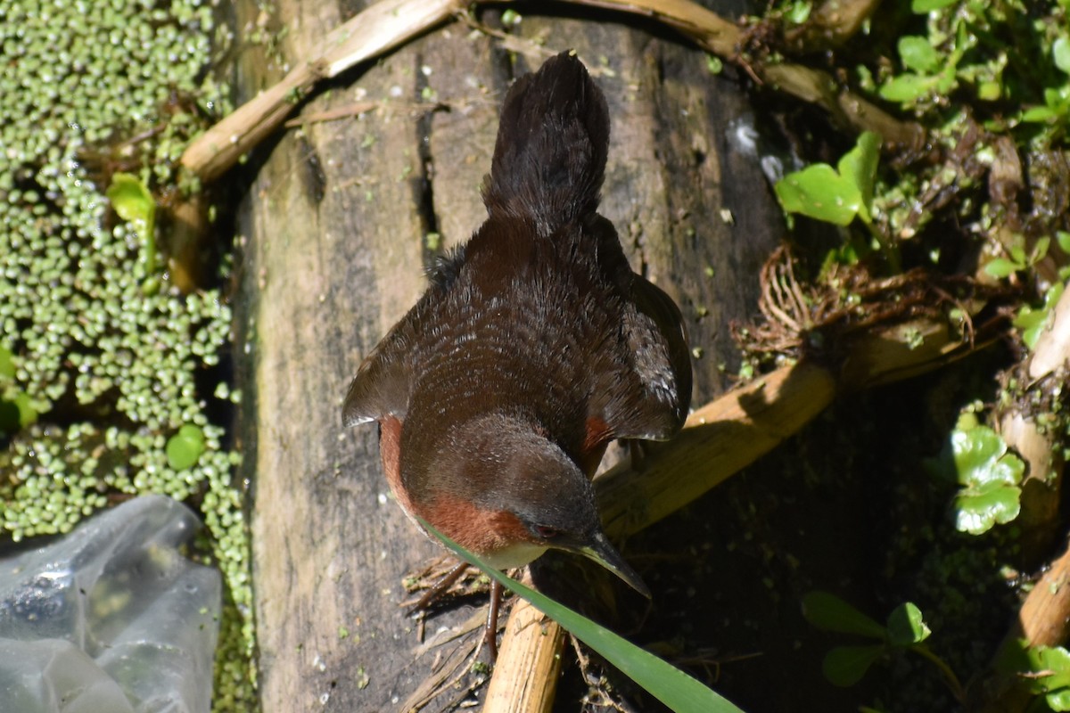 Rufous-sided Crake - ML642621818