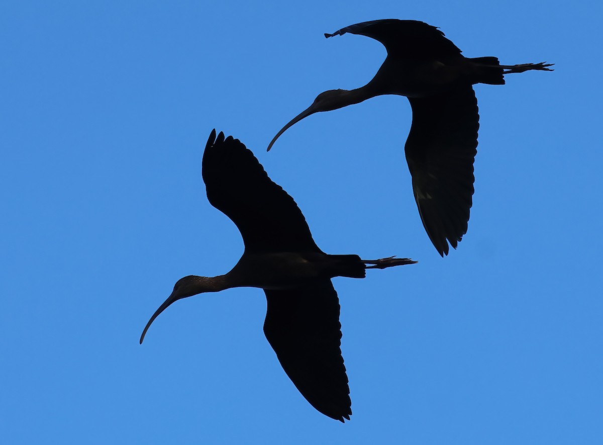 White-faced Ibis - ML642621853