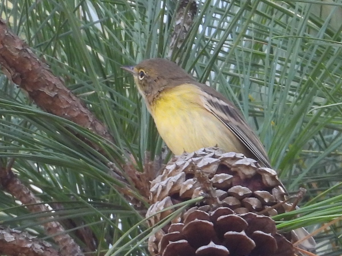 Pine Warbler - ML642621868