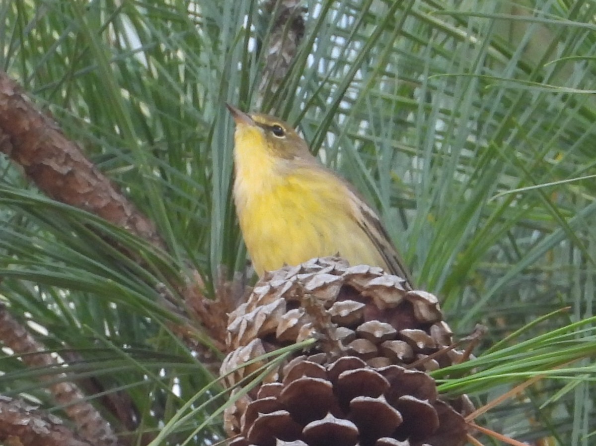 Pine Warbler - ML642621869
