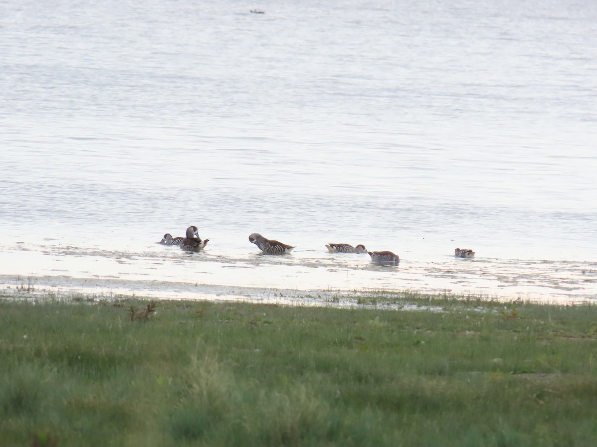 Pink-eared Duck - ML642621892