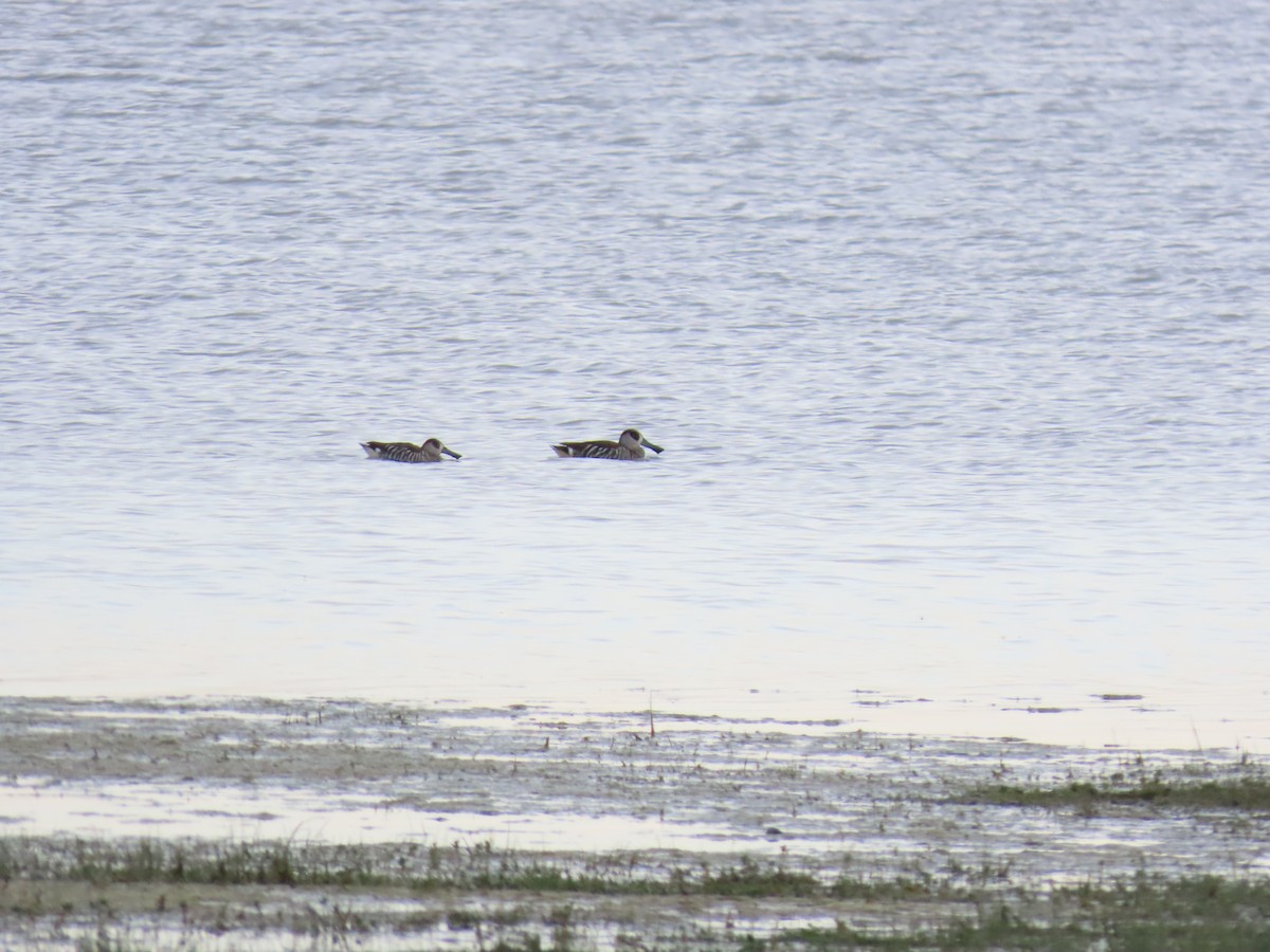 Pink-eared Duck - ML642621893