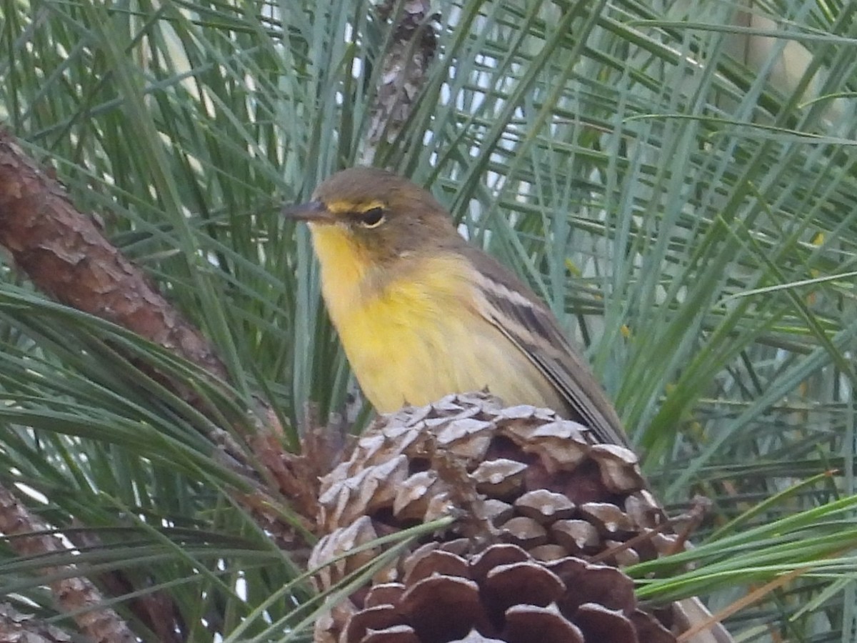 Pine Warbler - ML642621894