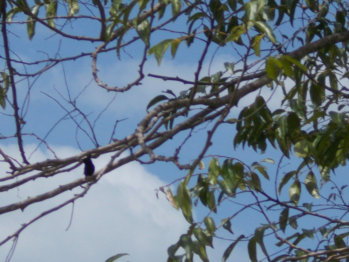 Red-backed Fairywren - ML642621914