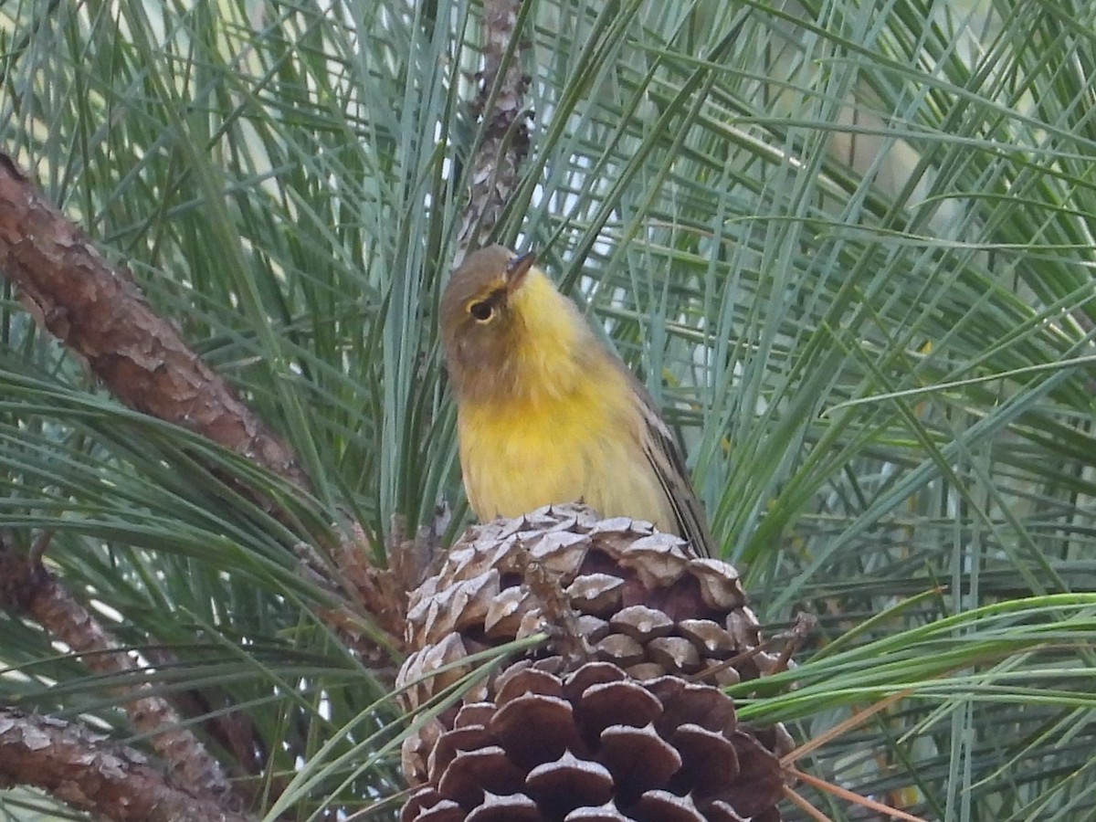 Pine Warbler - ML642621922