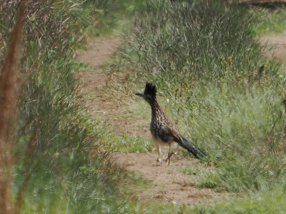 Greater Roadrunner - ML642621955