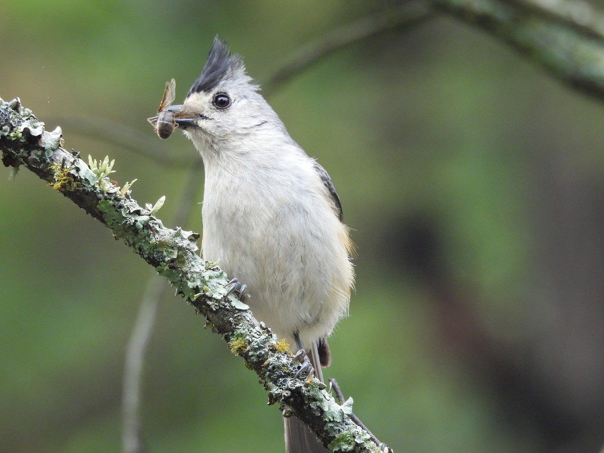 Black-crested Titmouse - ML642621958