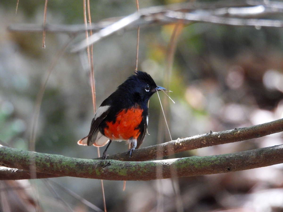 Painted Redstart - ML642621980