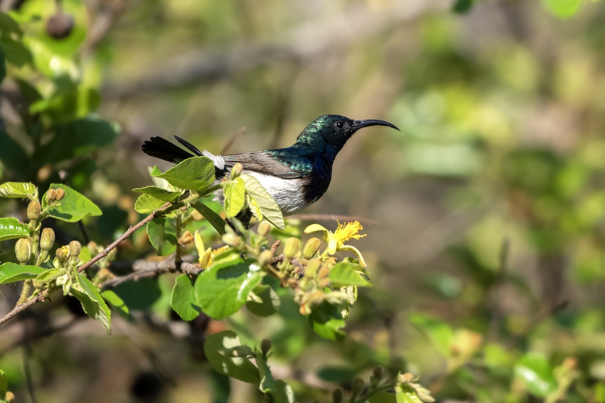 White-bellied Sunbird - ML642621999