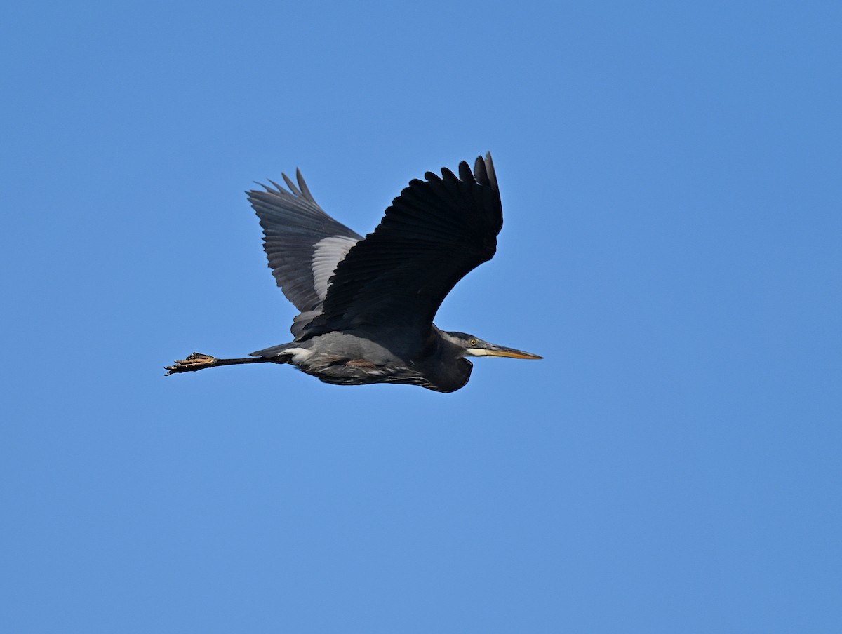 Great Blue Heron - ML642622004