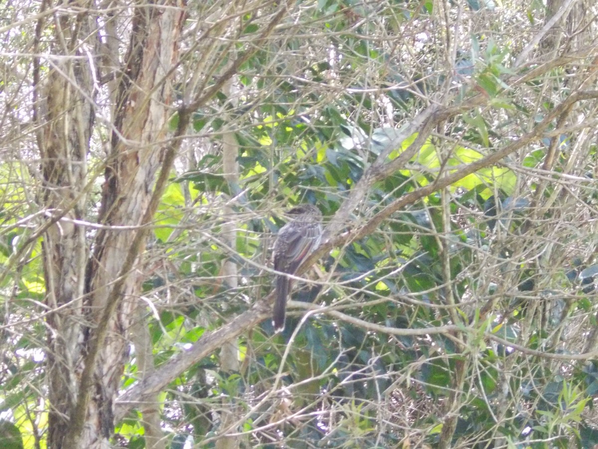 Little Wattlebird - ML642622018