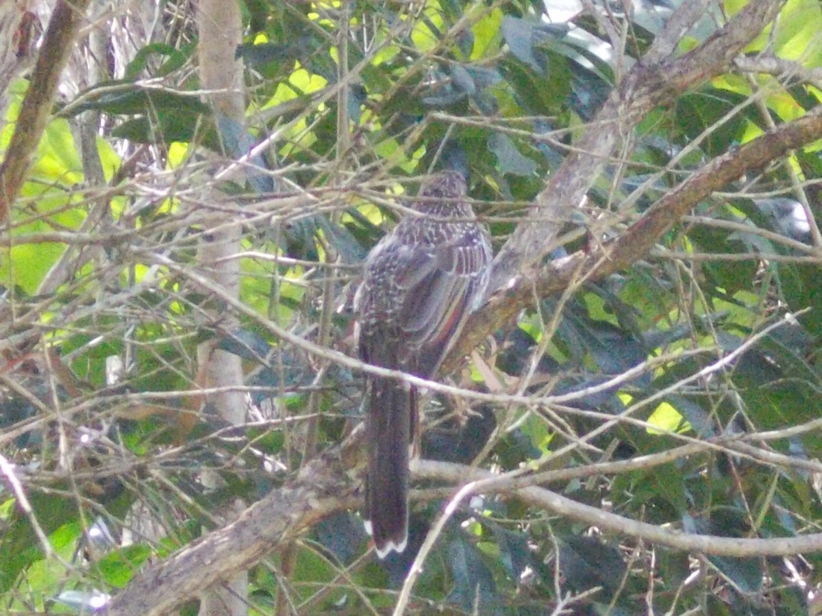 Little Wattlebird - ML642622020