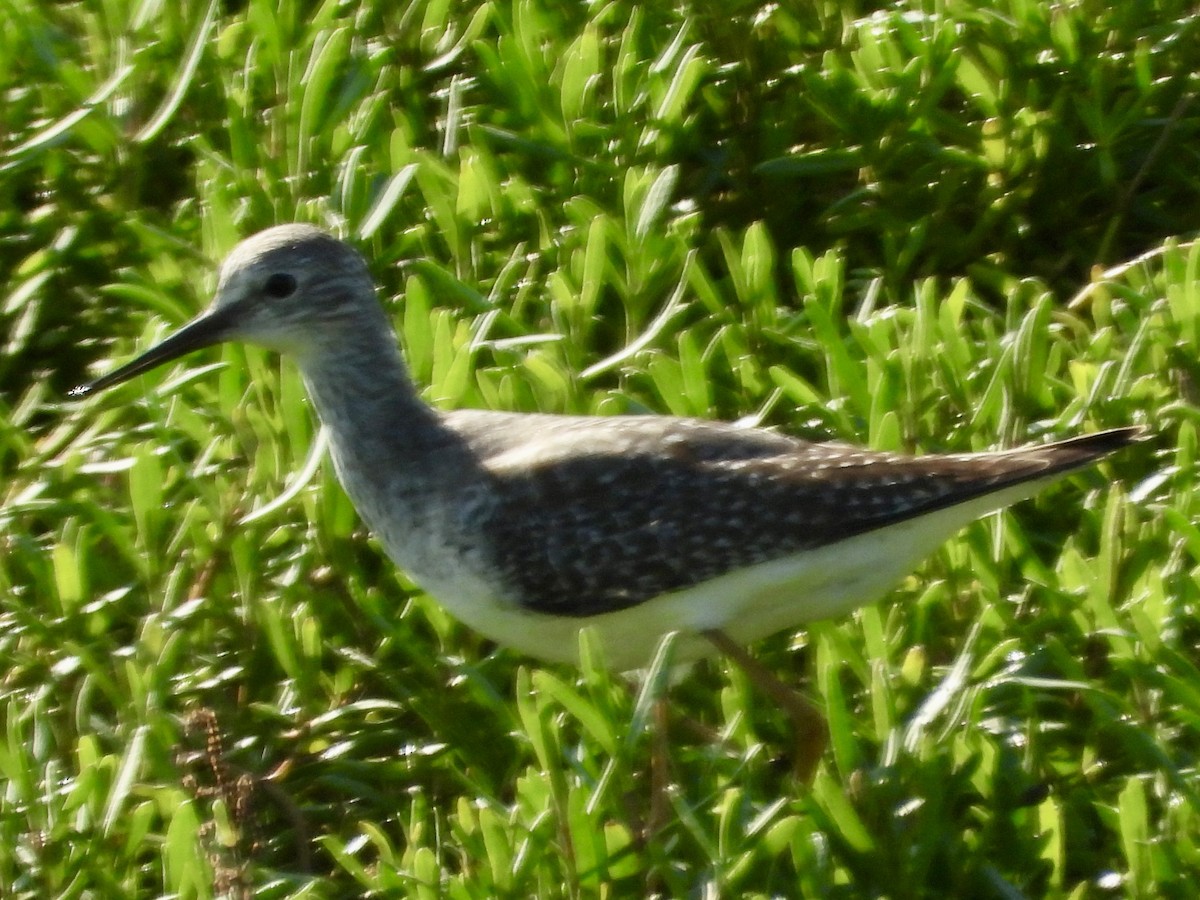 Lesser Yellowlegs - ML642622044