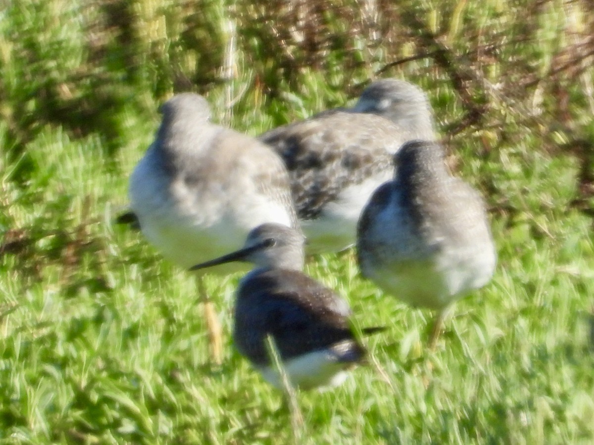 Lesser Yellowlegs - ML642622045