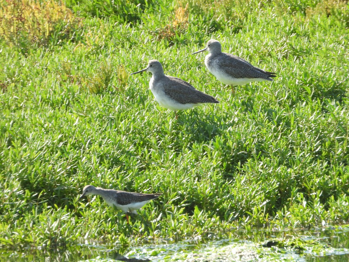 Lesser Yellowlegs - ML642622046