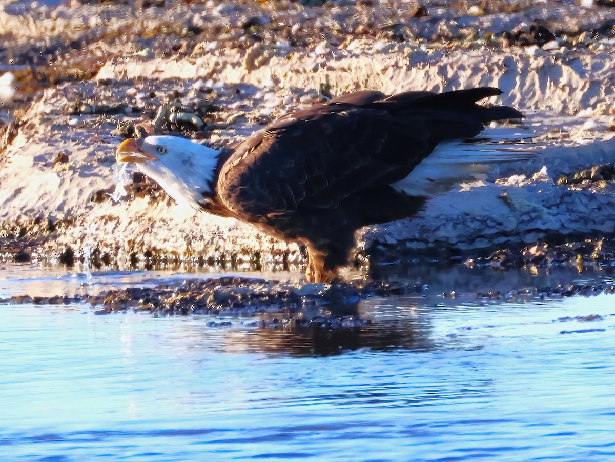 ハクトウワシ - ML642622049