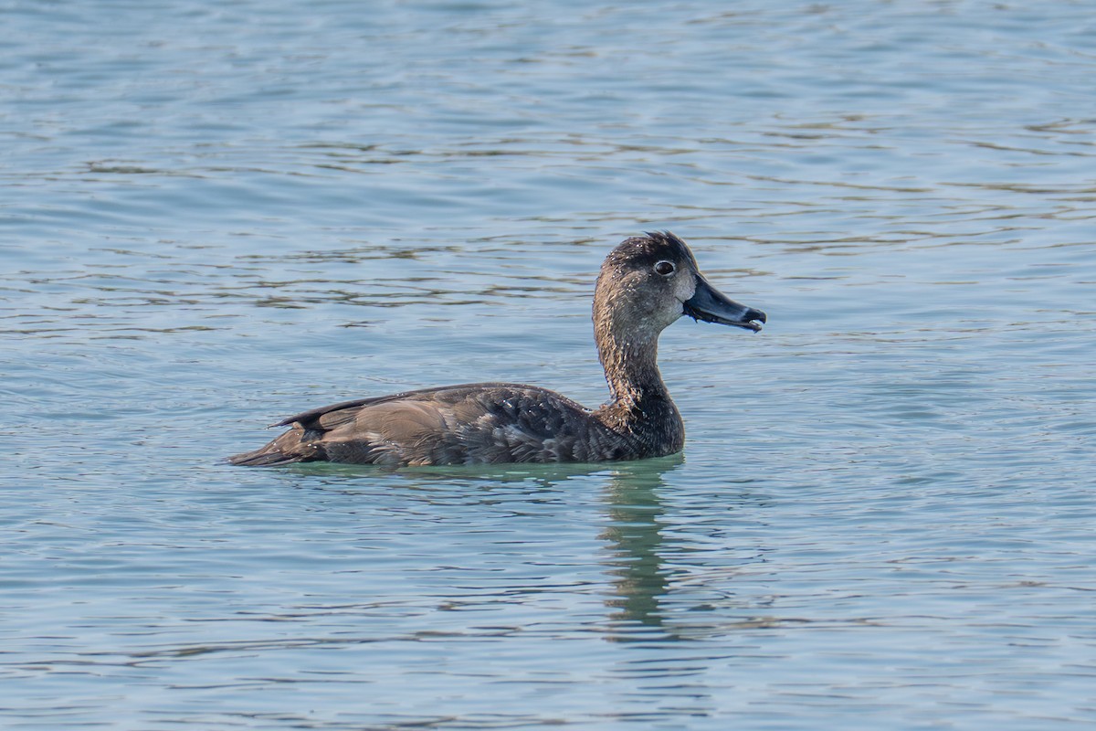 Redhead - ML642622058