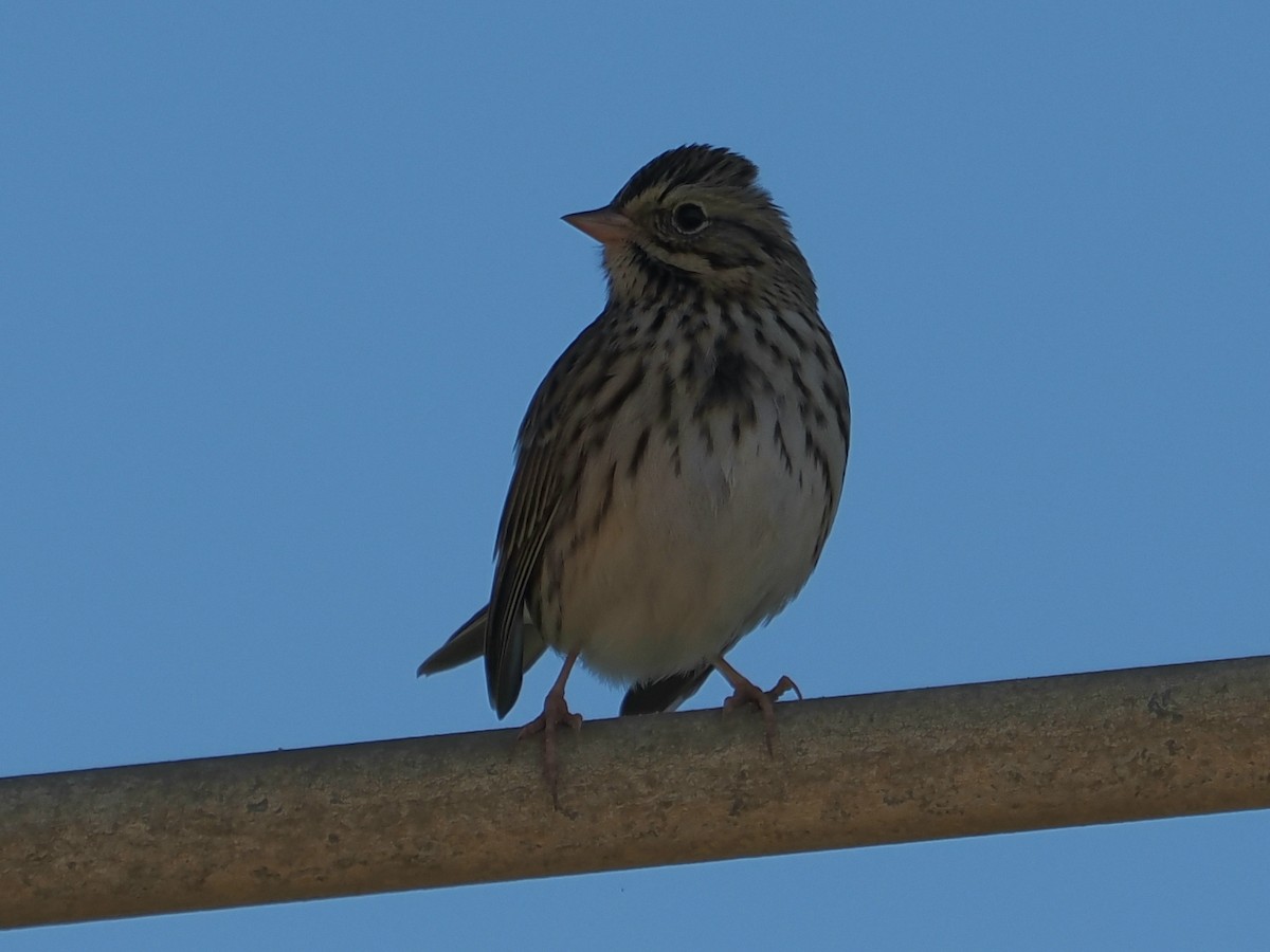 Savannah Sparrow - ML642622064