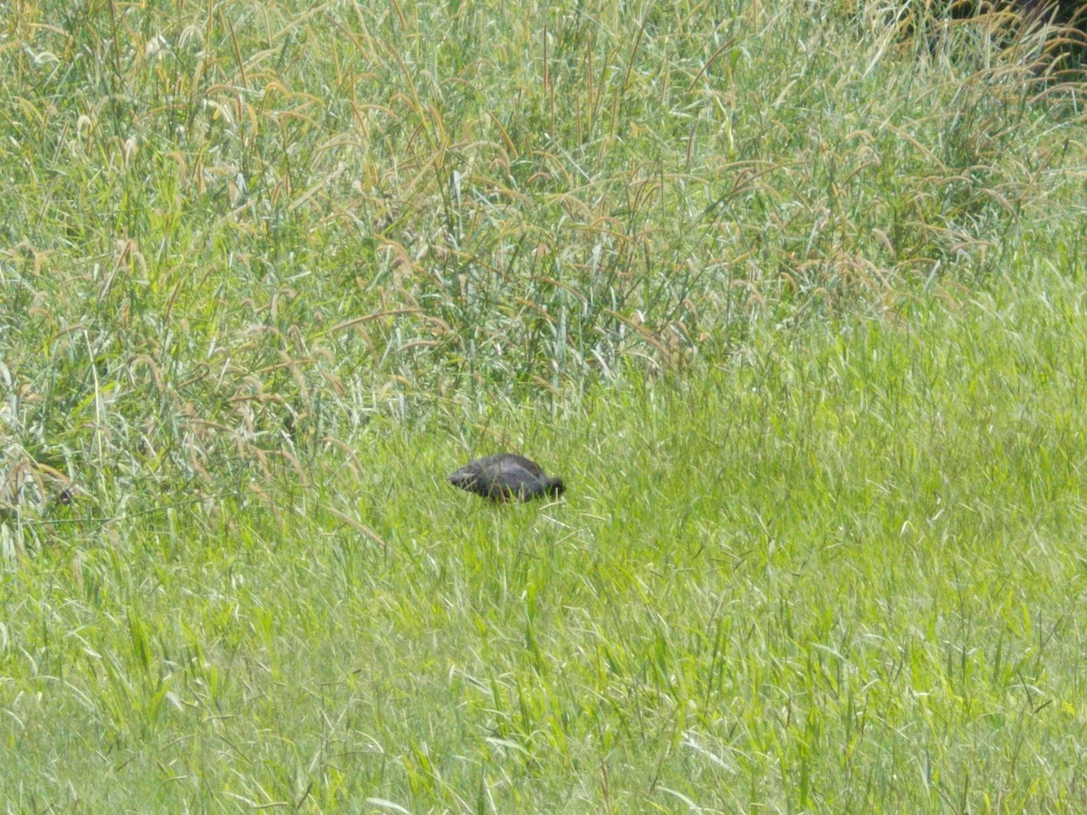 Australasian Swamphen - ML642622084