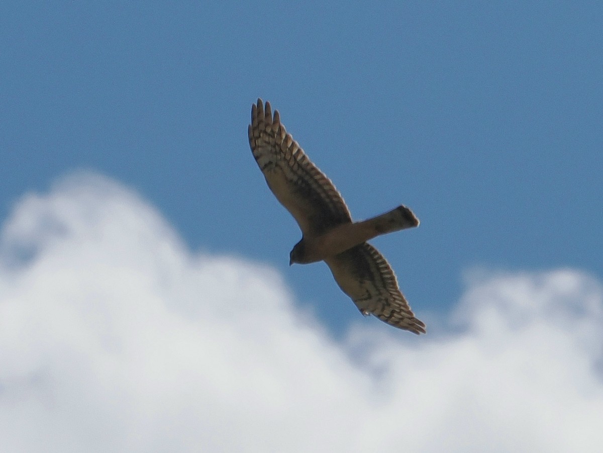 Northern Harrier - ML642622101