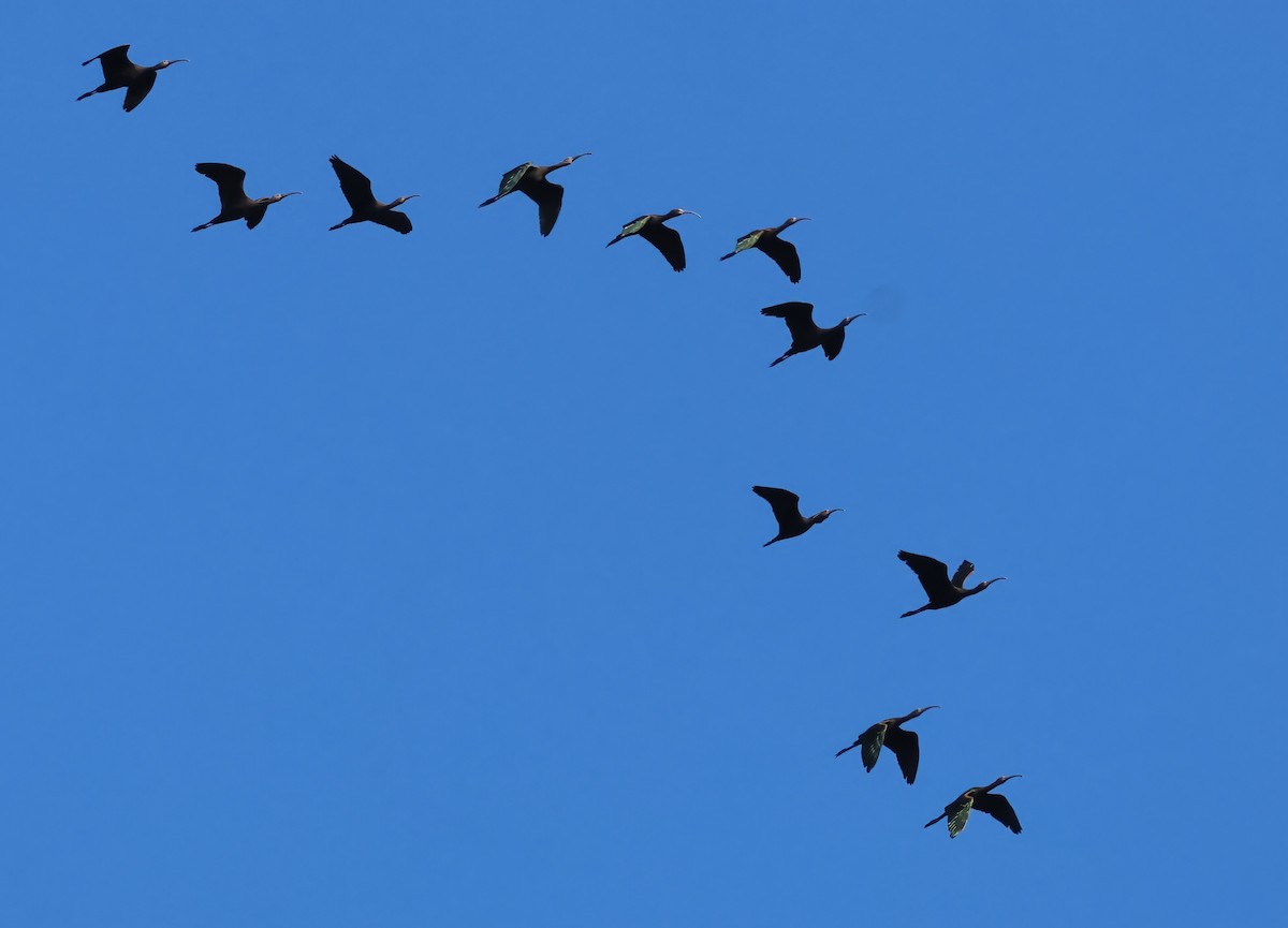 White-faced Ibis - ML642622111