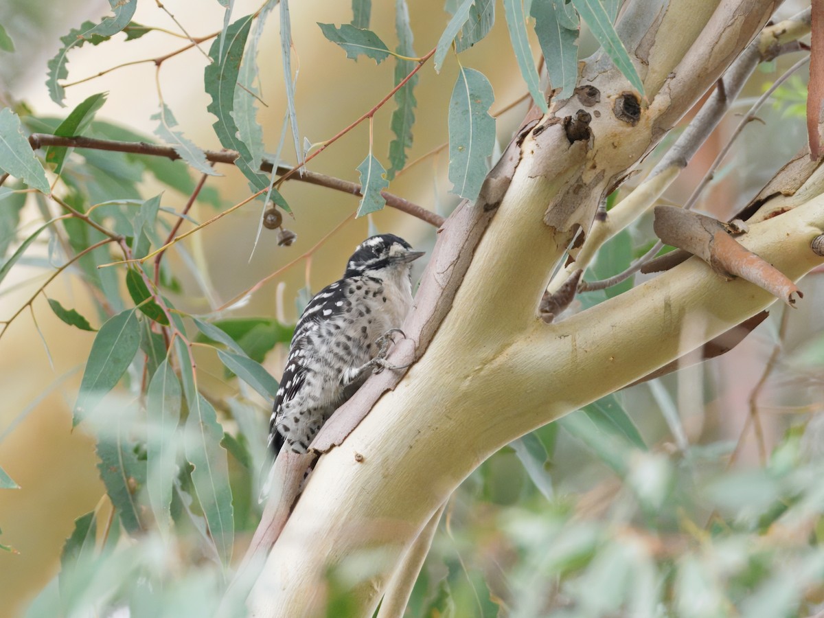 Nuttall's Woodpecker - ML642622113
