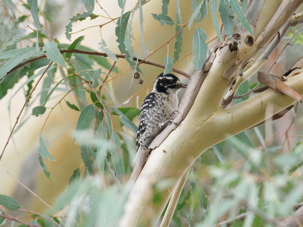Nuttall's Woodpecker - ML642622114