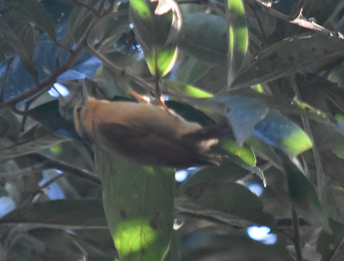 Buff-fronted Foliage-gleaner - ML642622115