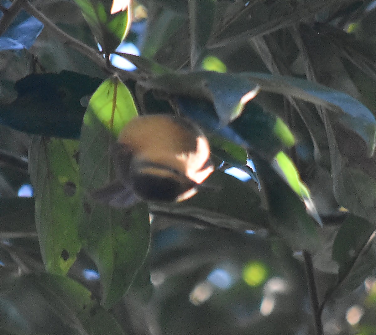 Buff-fronted Foliage-gleaner - ML642622116