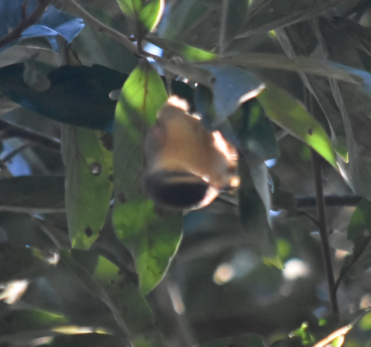 Buff-fronted Foliage-gleaner - ML642622118