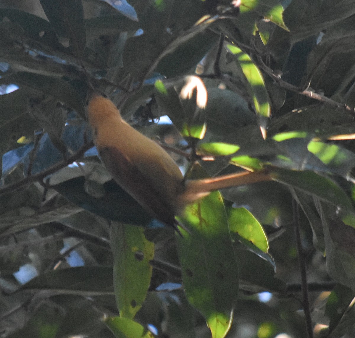 Buff-fronted Foliage-gleaner - ML642622119